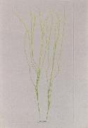 Alois Auer von Welsbach Stalks of grass oil on canvas
